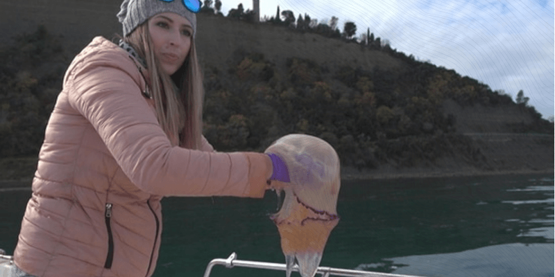 Boating News & Articles of Interest From Around the World: Could Jellyfish Be the Answer to Fighting Ocean Pollution?